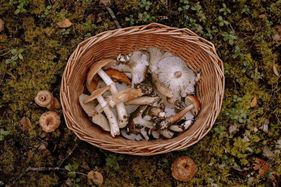 Ein Korb mit Pilzen im Moos. Quelle: https://www.pexels.com/cs-cz/foto/les-mech-podzim-kosik-3672955/