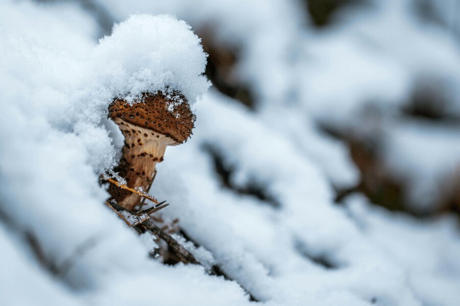 Ein von Schnee bedeckter Pilz. Quelle: https://www.pexels.com/cs-cz/foto/754159/
