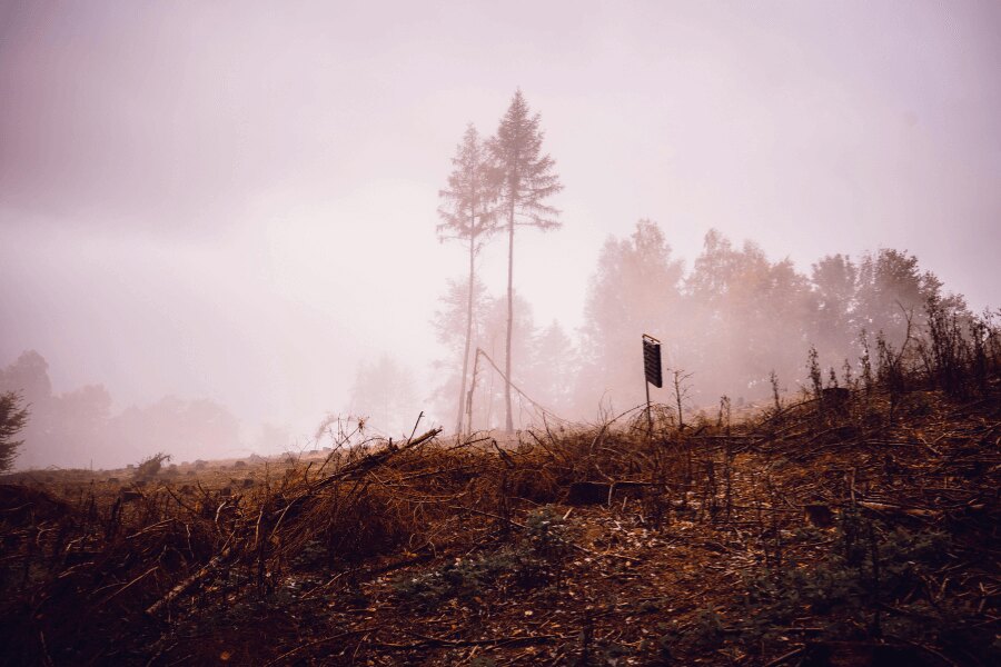 Ein Herbstwald im Nebel. Quelle: https://www.pexels.com/cs-cz/foto/krajina-stromy-silueta-mlha-5626891/