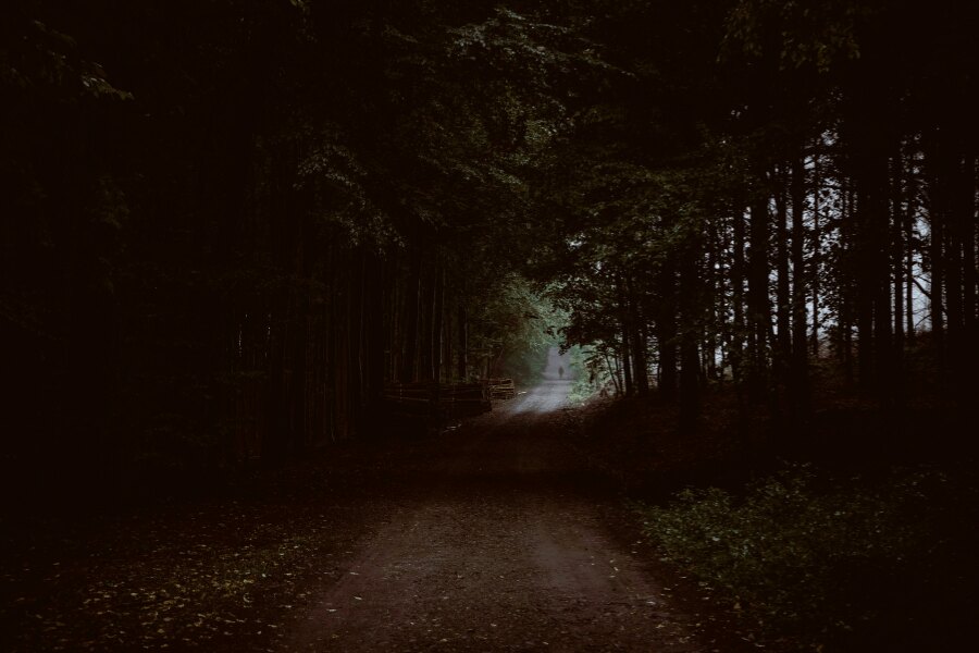 Der Wald in der Dunkelheit. Quelle: https://www.pexels.com/cs-cz/foto/priroda-tmavy-stromy-prostredi-5642818/