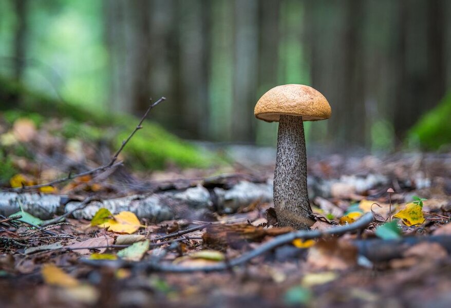 Detail eines Pilzes, der im Herbst im Wald wächst