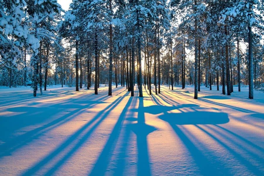 Die Schönheit des verschneiten Waldes mit durchscheinender Sonne