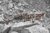 3-teiliges Tarnabdeckset Rifle Camo Ghosthood® IRR