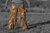 Tarnhose Ghost Legs Ghosthood® IRR